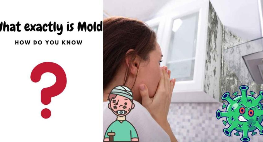 What is Mold