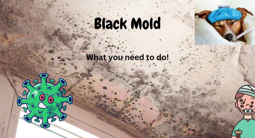 black mold