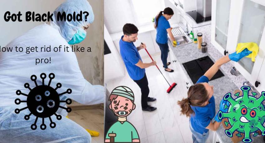How to get rid of black mold like a pro