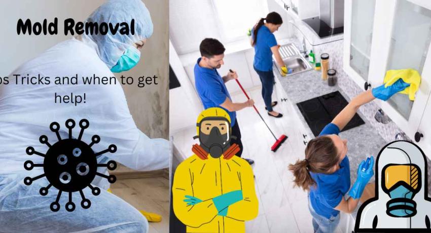 mold removal