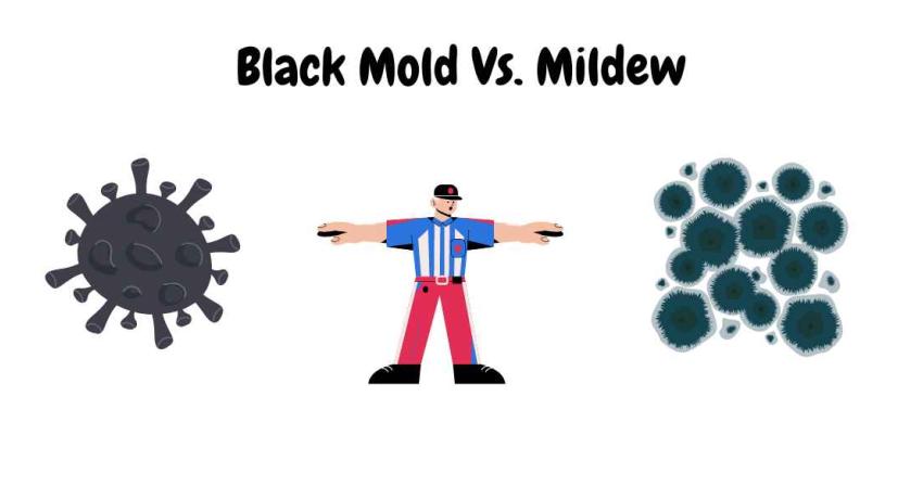 Black Mold Vs. Mildew