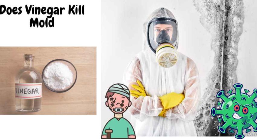 Does Vinegar Kill Mold?